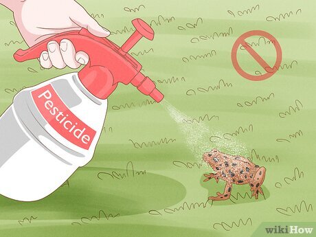 Illustrative image for get rid of frogs from my yard