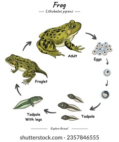 Illustrative image for get rid of frogs