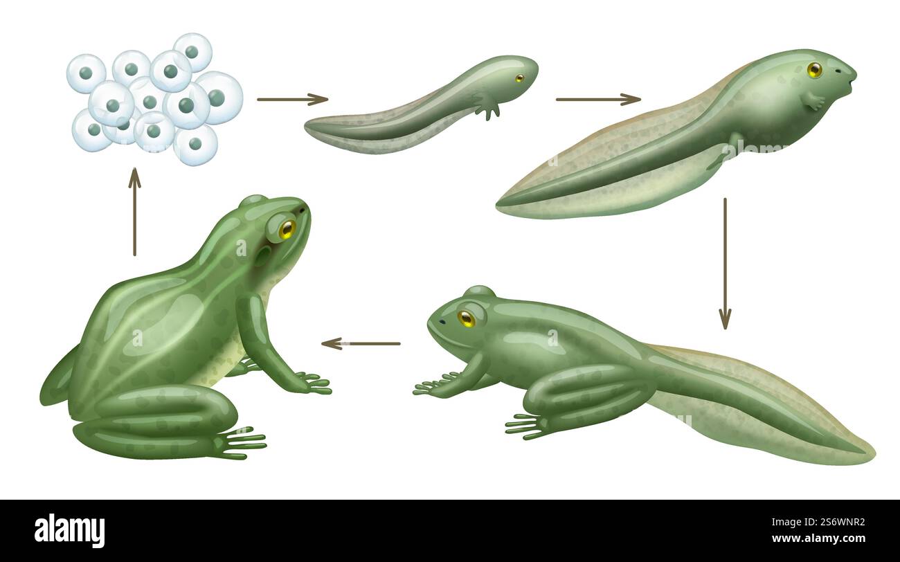 Illustrative image for get rid of frogs