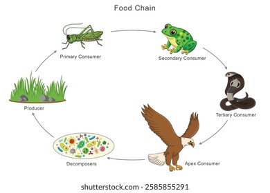Illustrative image for get rid of frogs