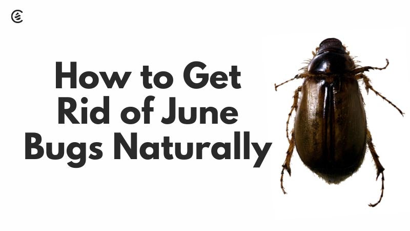 Illustrative image for get rid of june bug