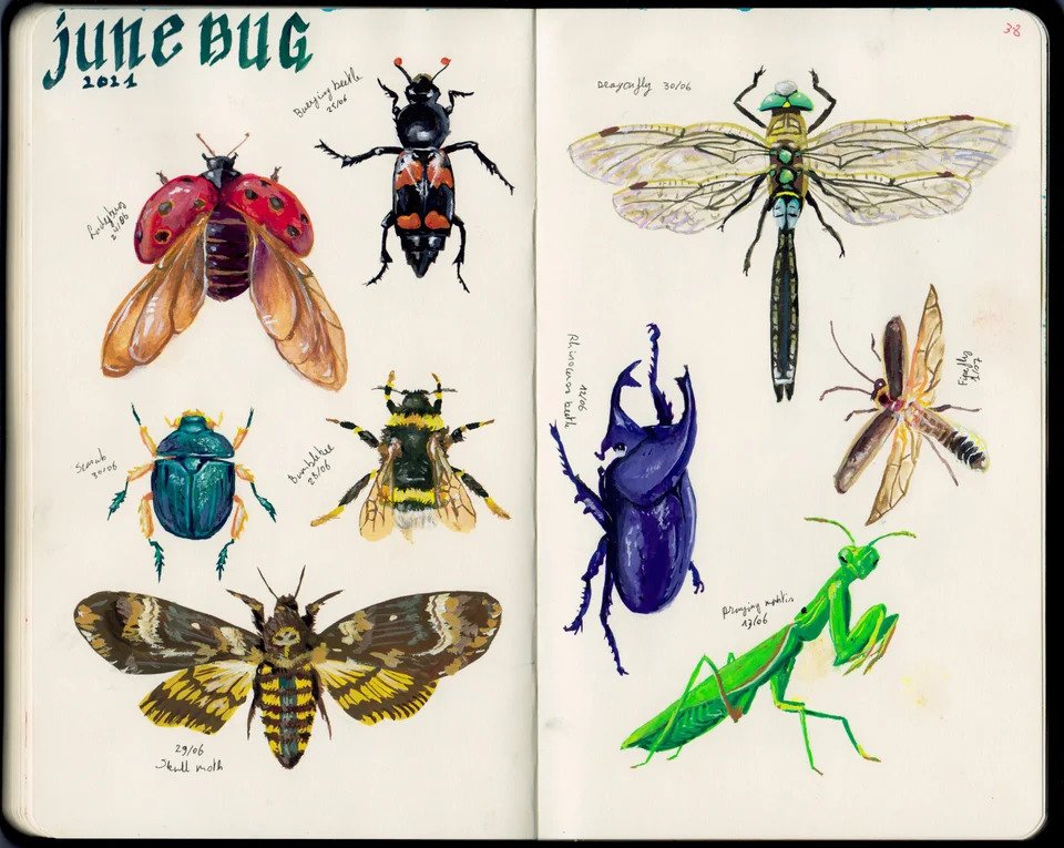Illustrative image for get rid of june bug