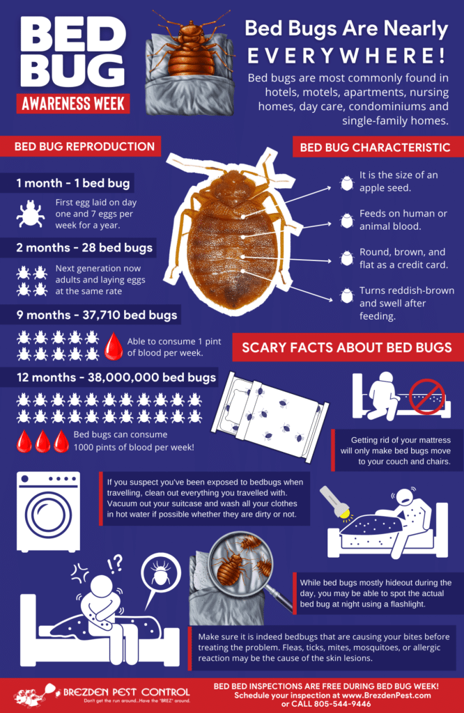 Illustrative image for get rid of june bugs at night