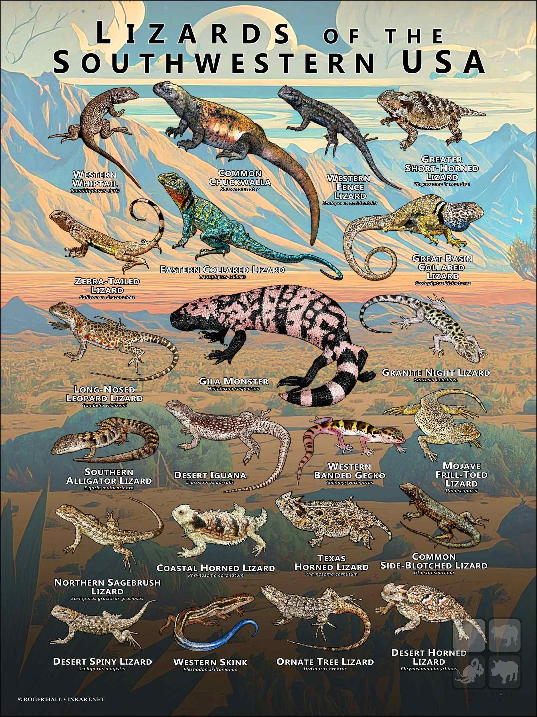 Illustrative image for get rid of lizards