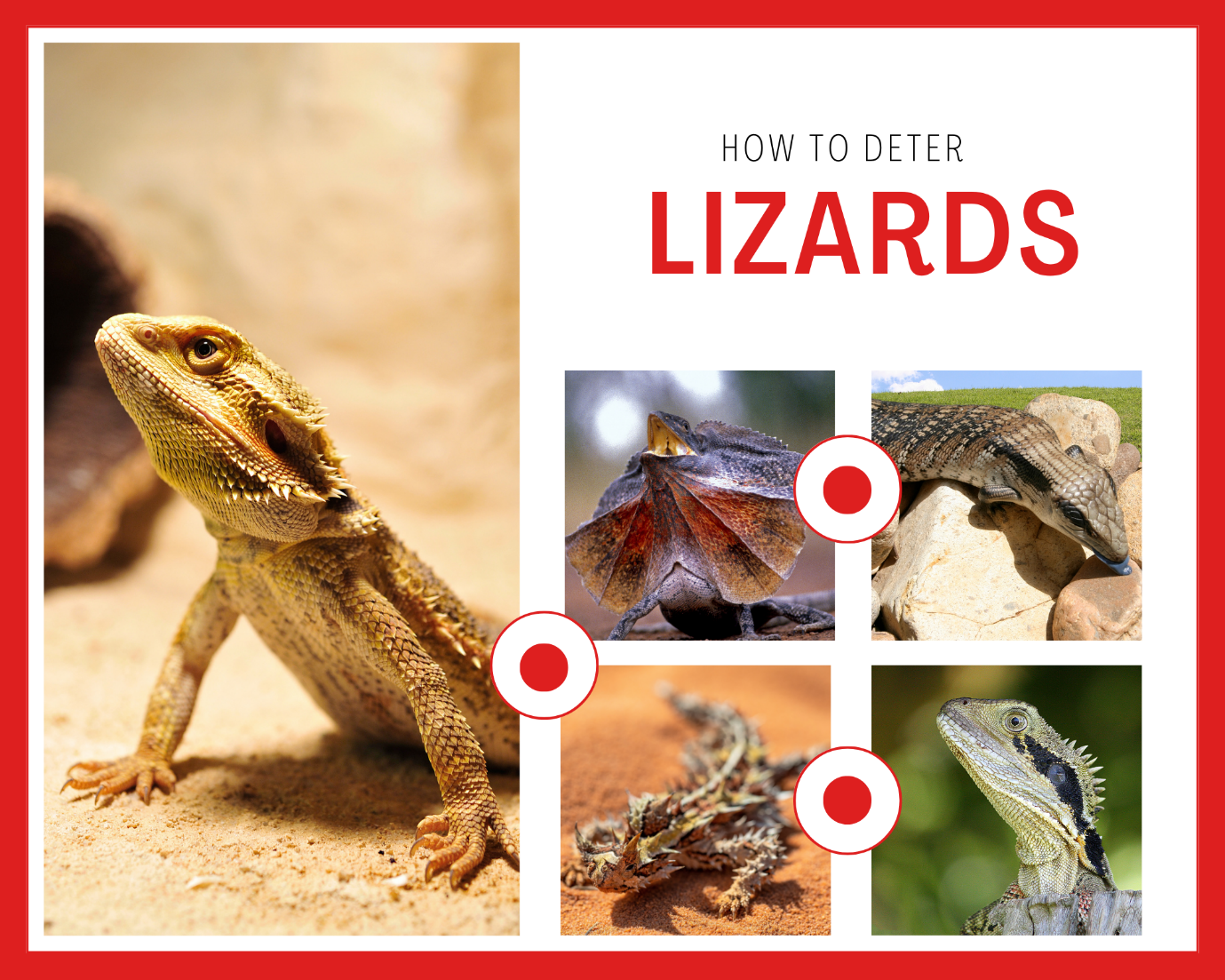 Illustrative image for get rid of lizards in backyard