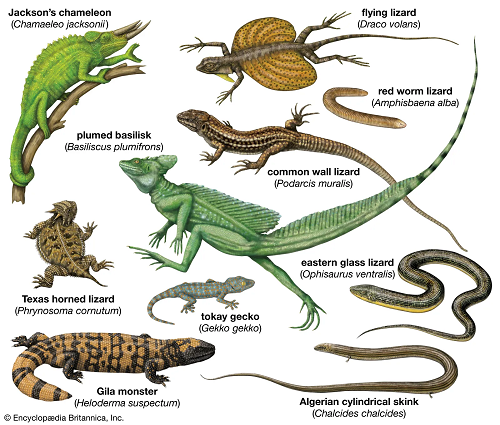 Illustrative image for get rid of lizards in yard