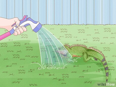 Illustrative image for get rid of lizards in your yard
