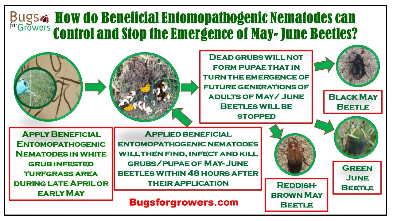 Illustrative image for get rid of may beetles