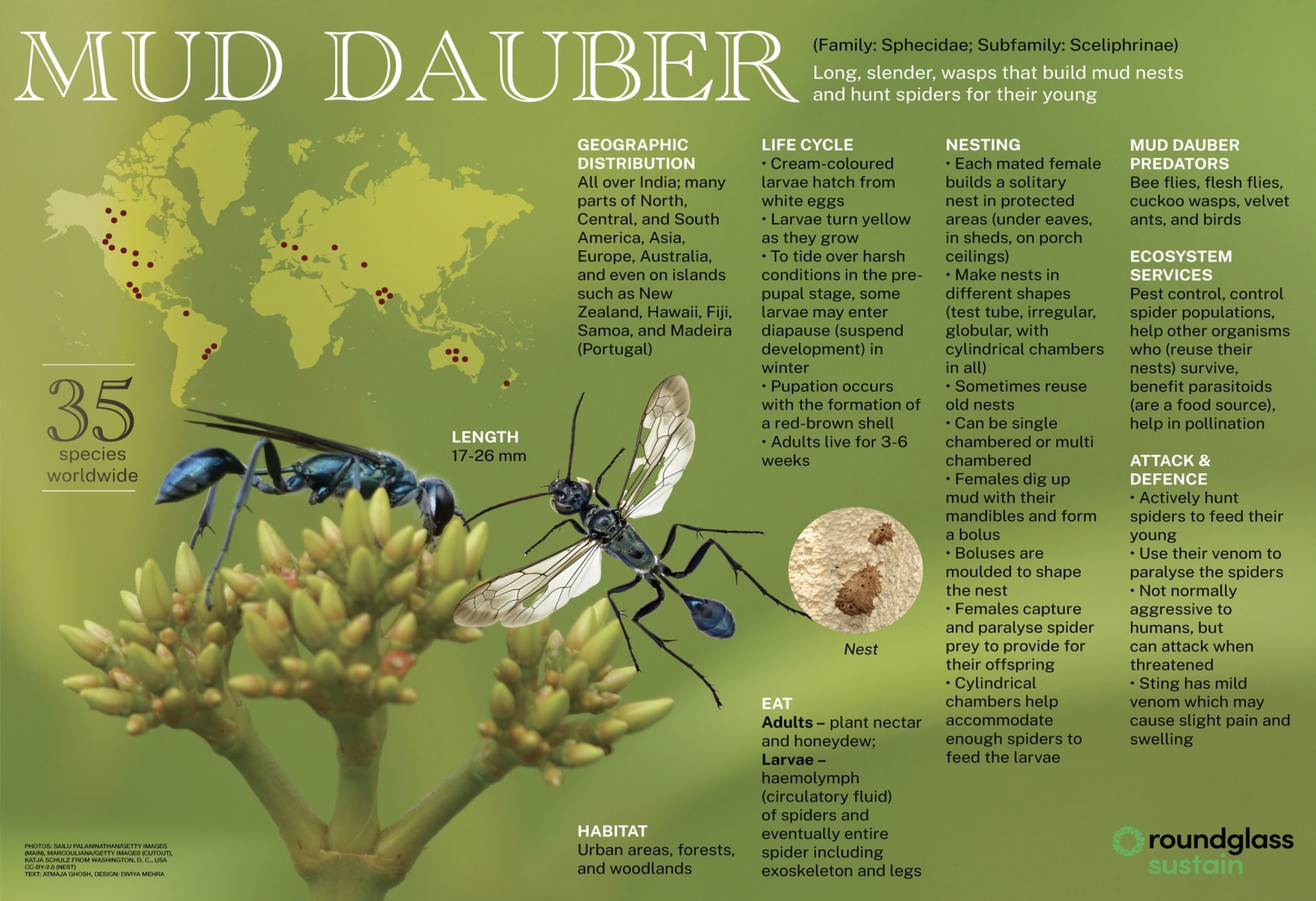 Illustrative image for get rid of mud bees
