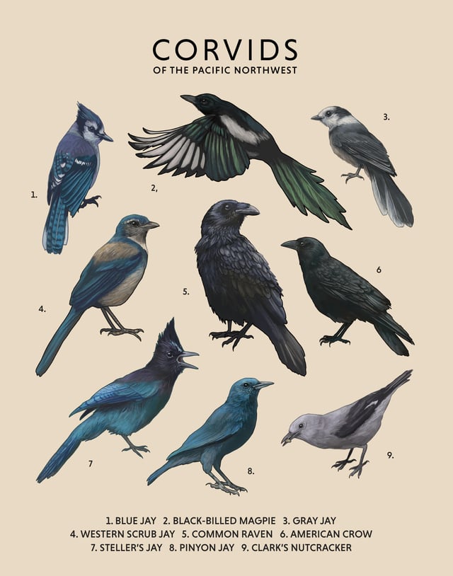 Illustrative image for get rid of ravens and crows