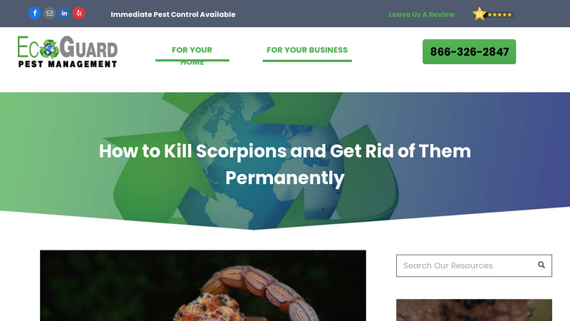 How to Kill Scorpions and Get Rid of Them Permanently | EcoGuard