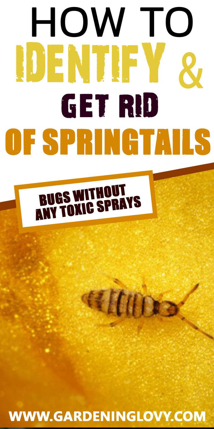Illustrative image for get rid of springtail bugs in house
