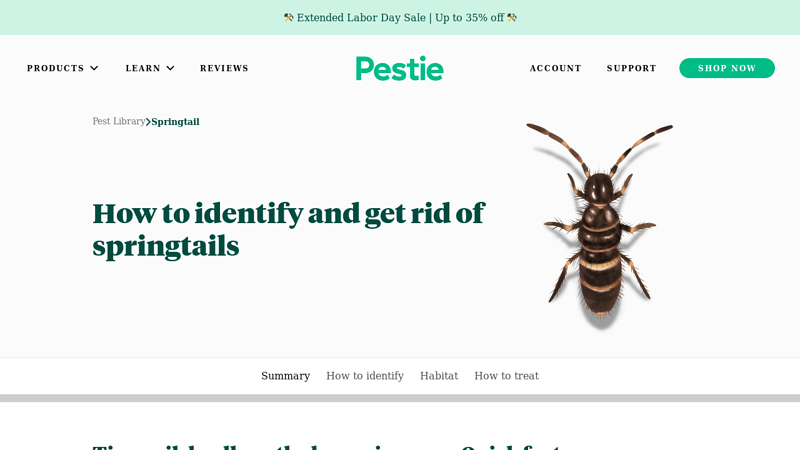 How to identify and get rid of springtails - Pestie