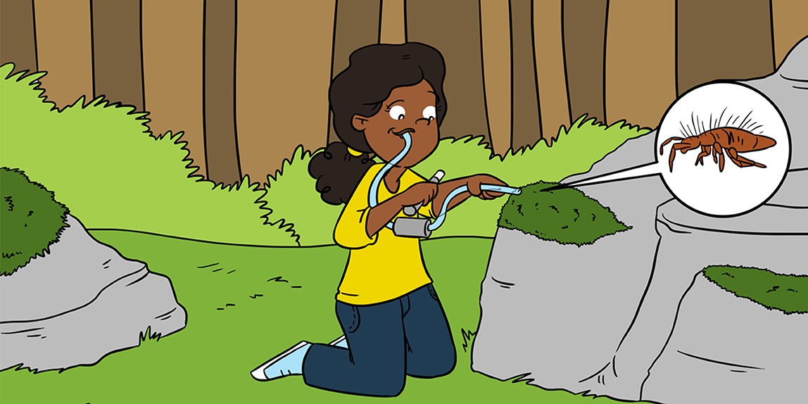 Illustrative image for get rid of springtails