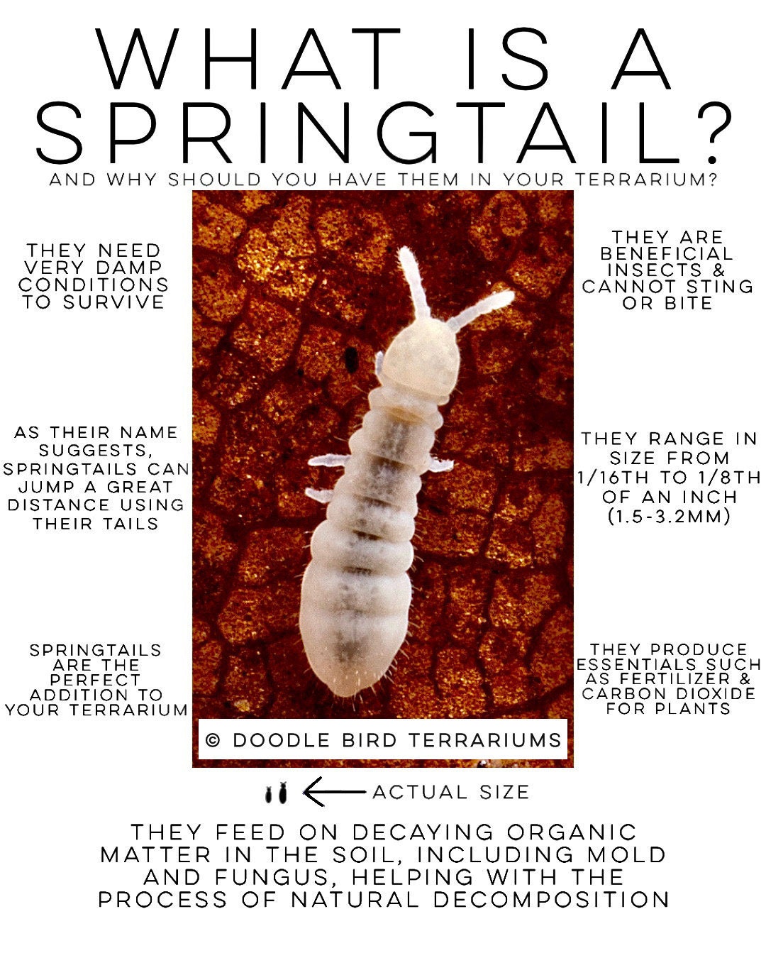 Illustrative image for get rid of springtails naturally