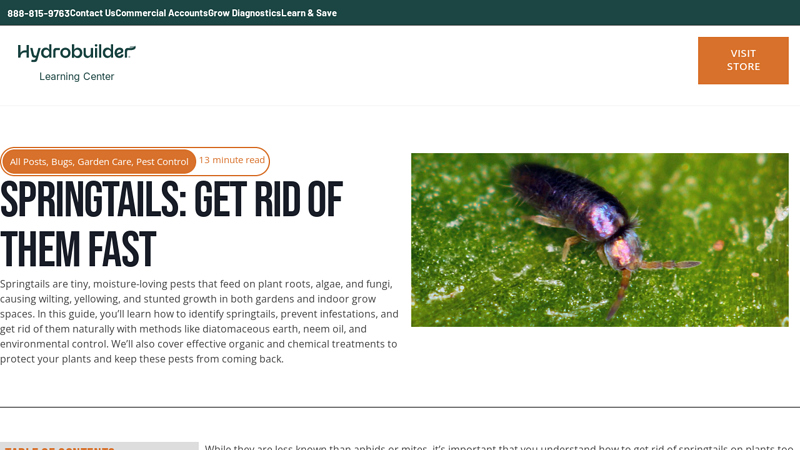 Springtails: Get Rid of Them Fast - Learning Center - Hydrobuilder