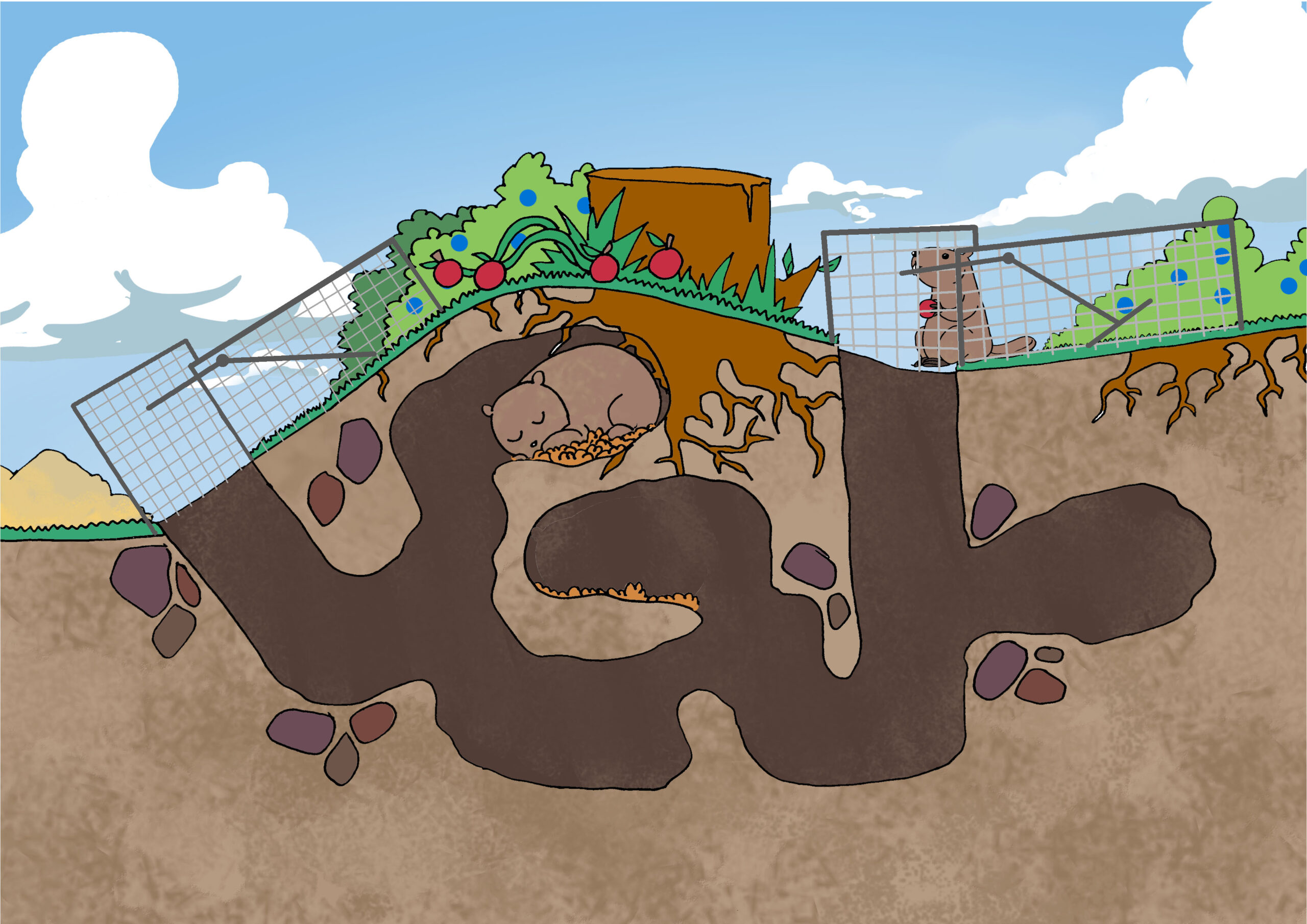 Illustrative image for get rid of woodchuck