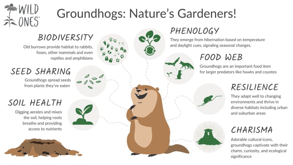 Illustrative image for get rid of woodchuck
