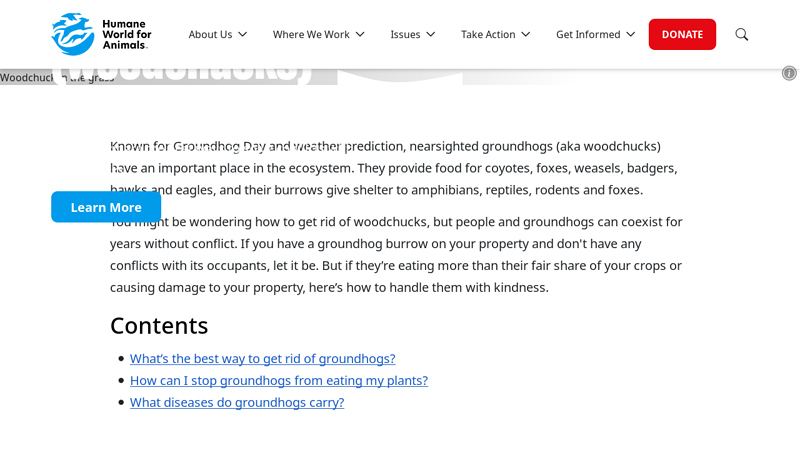 What to do about groundhogs (woodchucks)