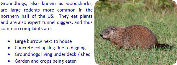 Illustrative image for get rid of woodchucks naturally