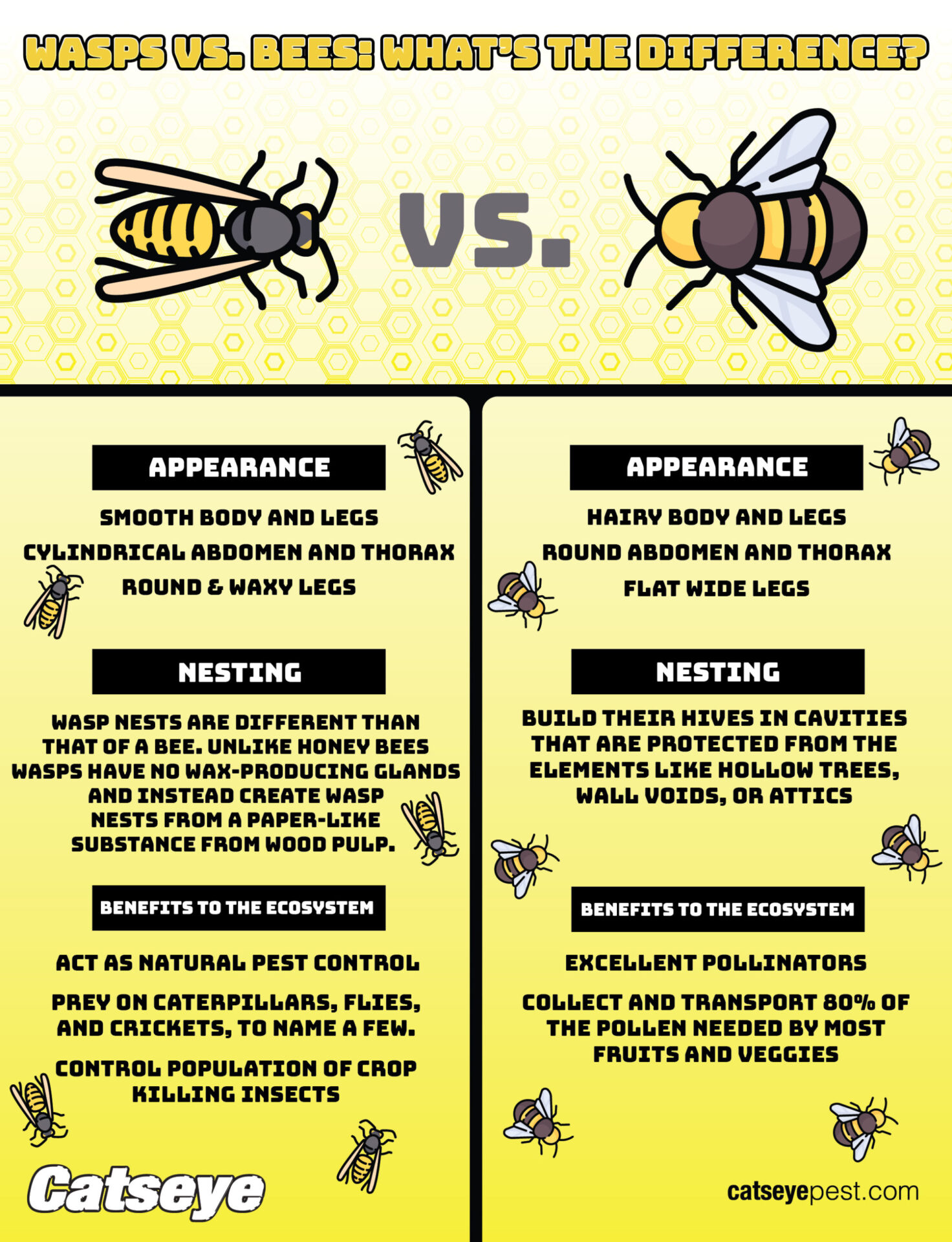Illustrative image for gets rid of bees and wasps