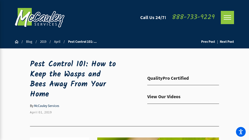 Pest Control 101: How to Keep the Wasps and Bees Away From ...