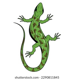 Illustrative image for gets rid of lizards