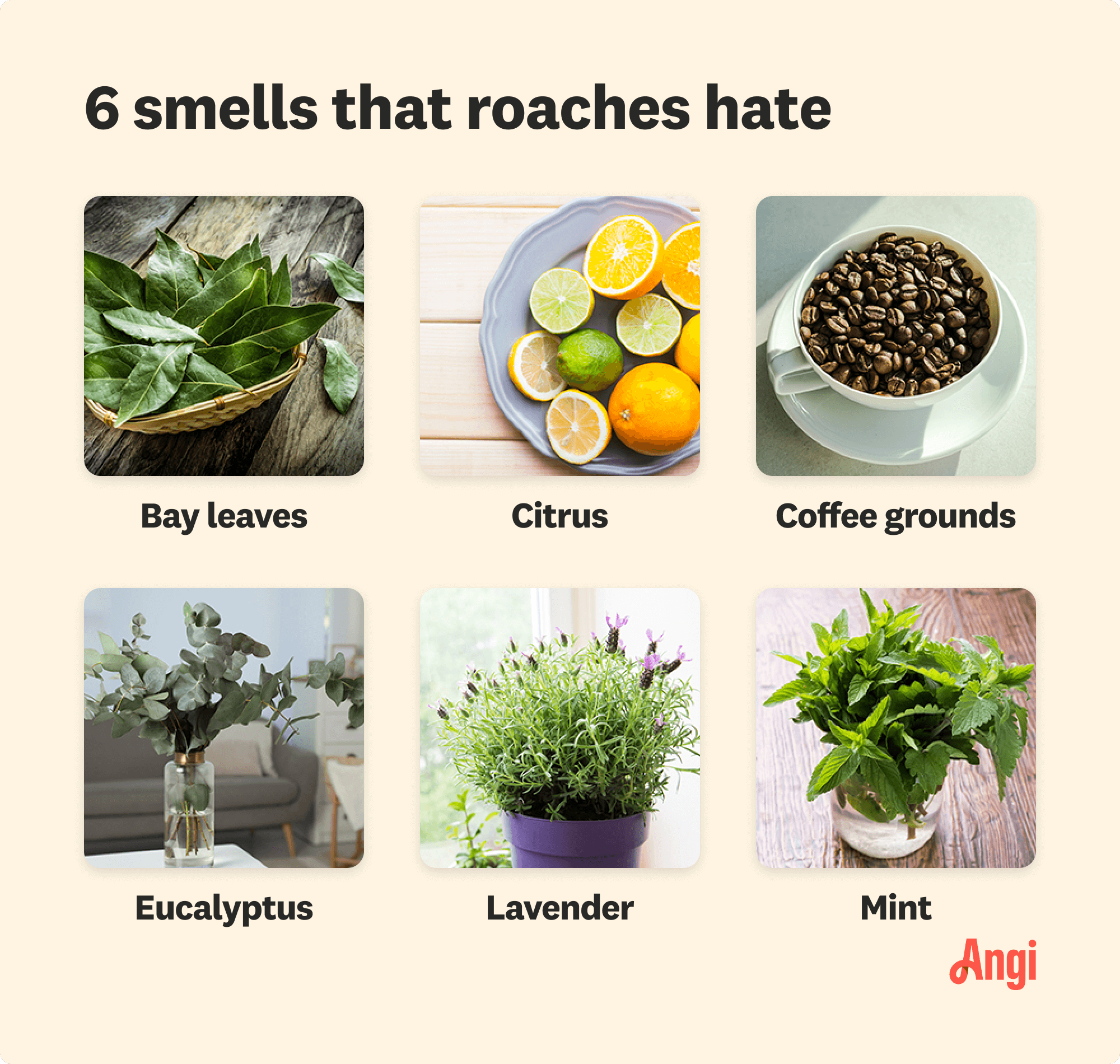 Illustrative image for herbs that repel roaches