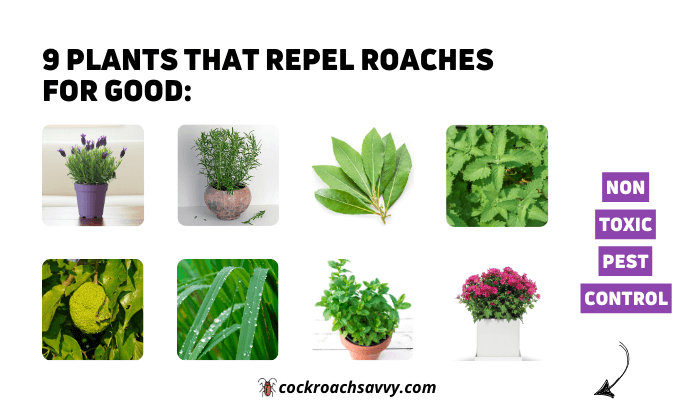 Illustrative image for herbs that repel roaches