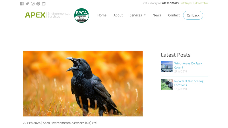 How to Get Rid of Crows: 5 Effective Ways - Apex Bird Control