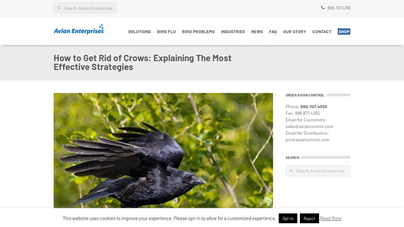 How to Get Rid of Crows: A Complete Guide | Avian Control