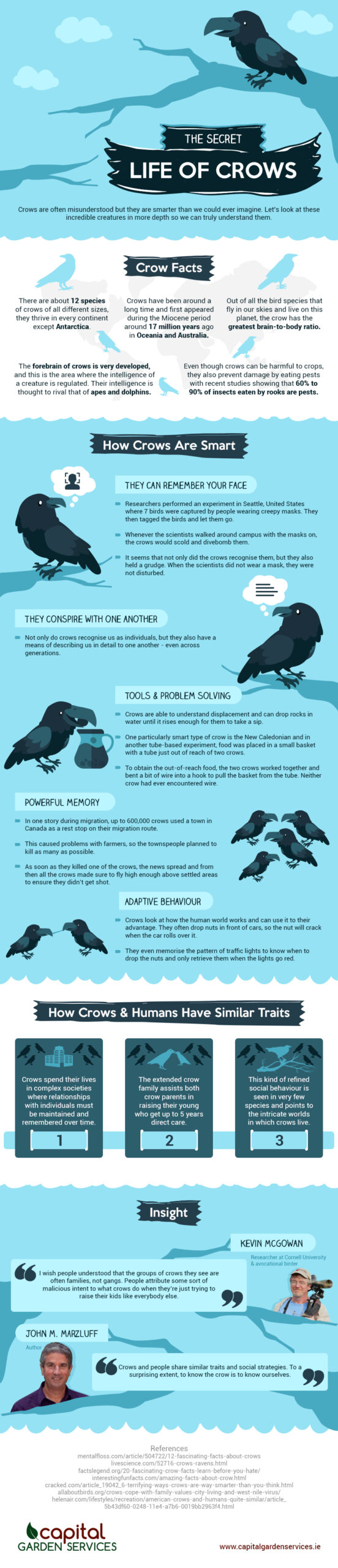 Illustrative image for how can you get rid of crows