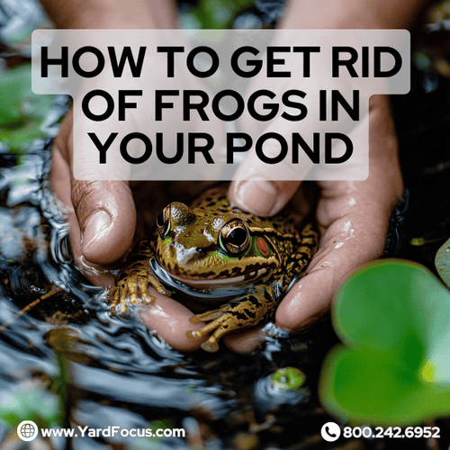 Illustrative image for how do you get rid of frogs in a pond