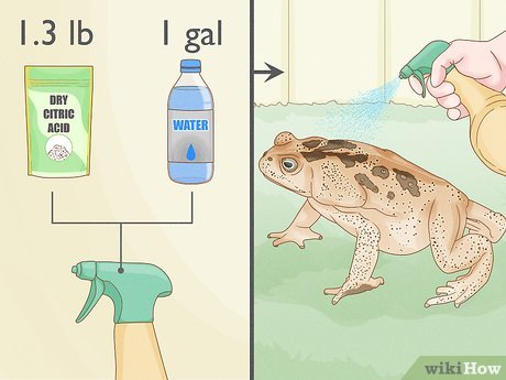 Illustrative image for how do you get rid of frogs in your yard