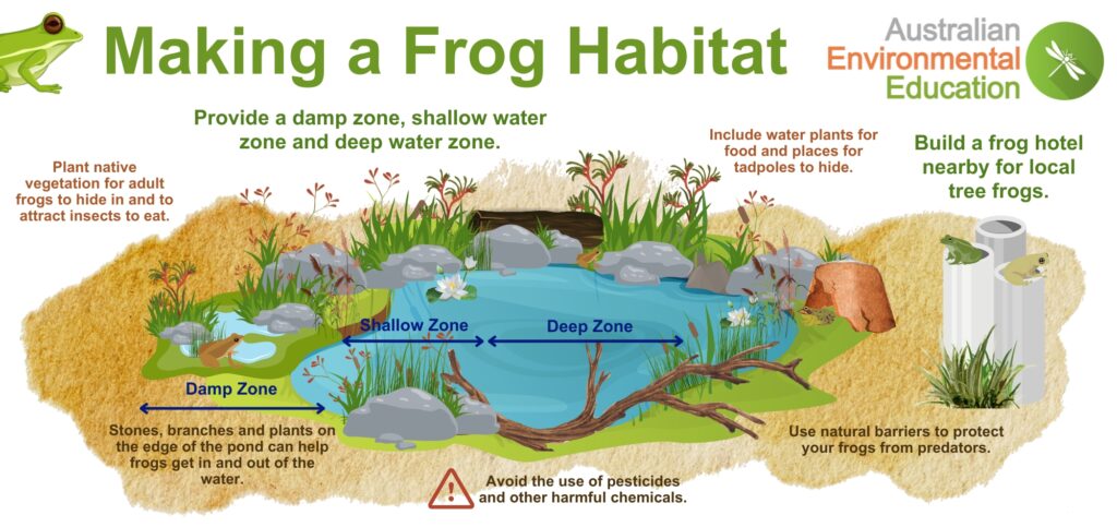 Illustrative image for how do you keep frogs out of your yard