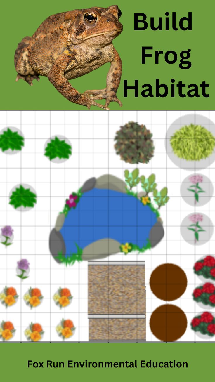 Illustrative image for how do you keep frogs out of your yard