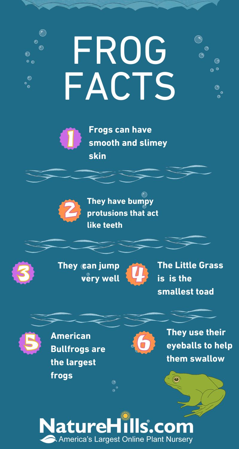 Illustrative image for how do you keep frogs out of your yard
