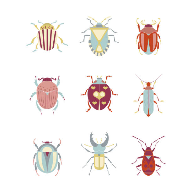 Illustrative image for june bugs in house