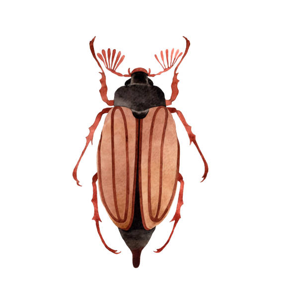 Illustrative image for june bugs in house