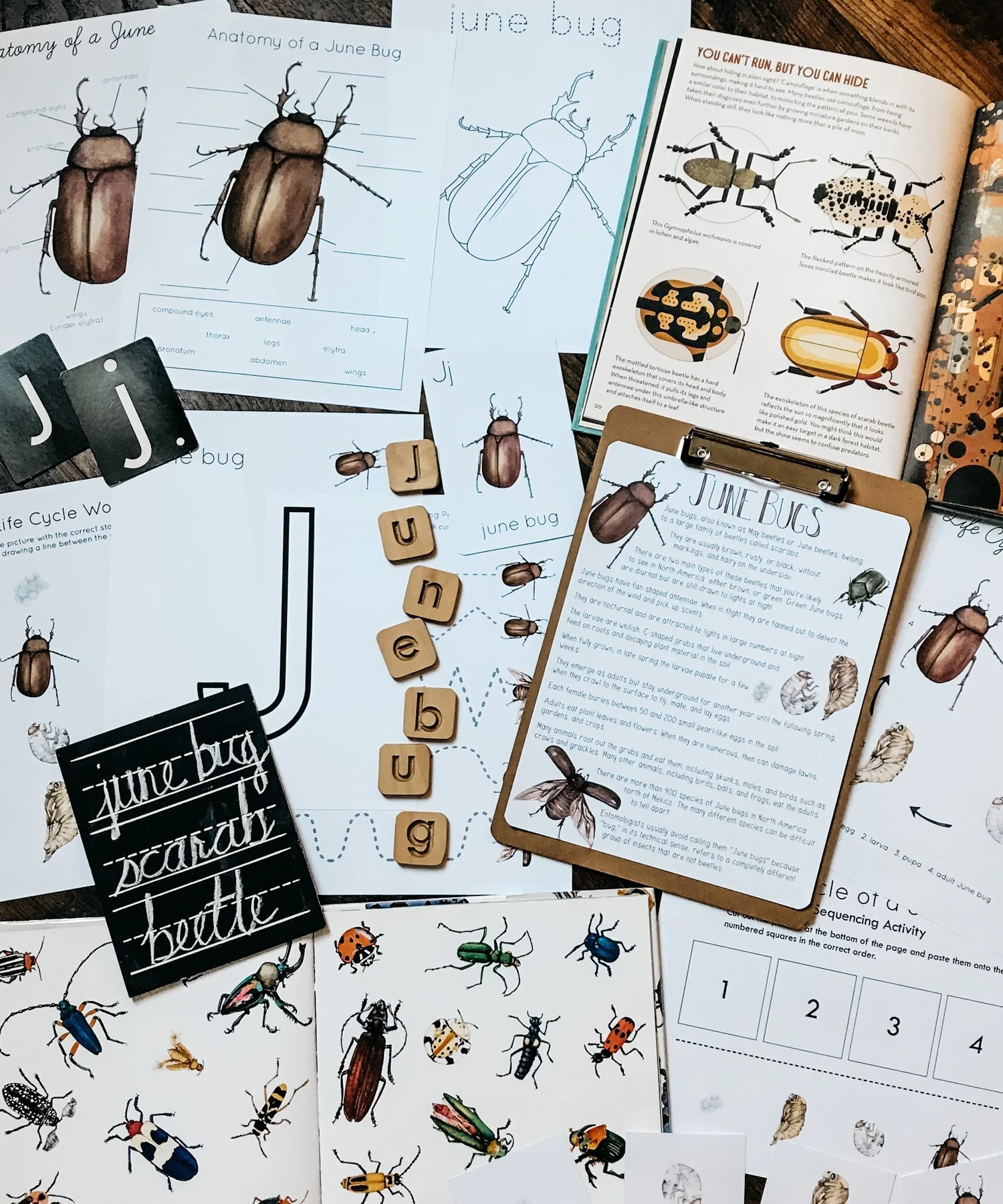 Illustrative image for keep june bugs away