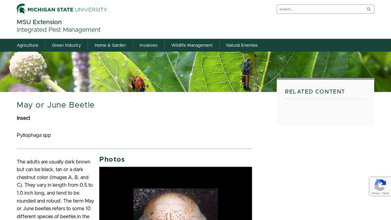 May or June Beetle - Integrated Pest Management
