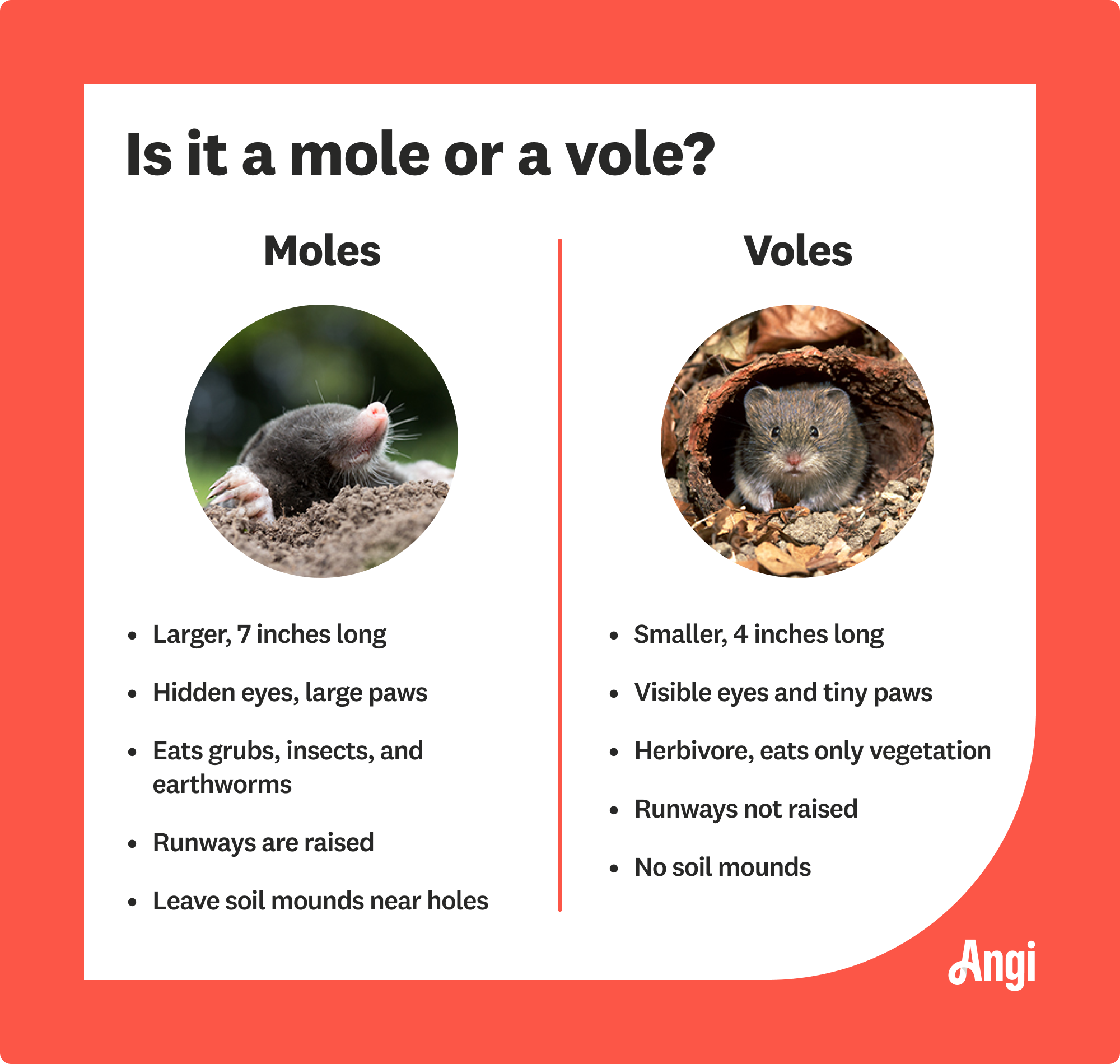Illustrative image for kill voles in your yard