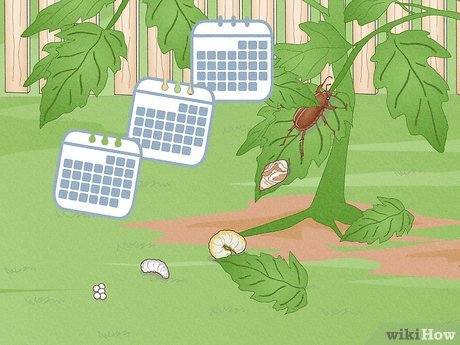 Illustrative image for kills june bugs instantly