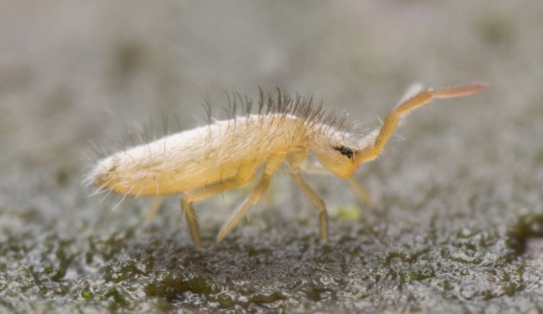 Illustrative image for kills springtails instantly