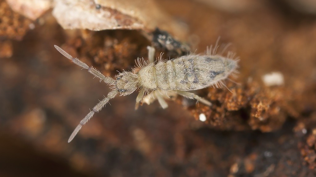 Illustrative image for kills springtails instantly