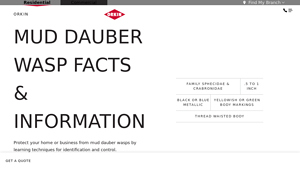 Orkin - Mud Dauber Wasp Facts