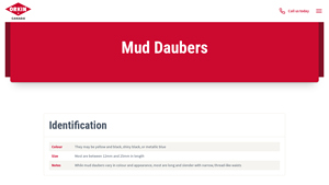 Orkin Canada - Mud Dauber Control