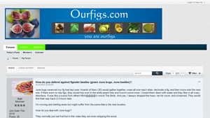 OurFigs - Sevin Beetle Spray & Beetle Control Solutions