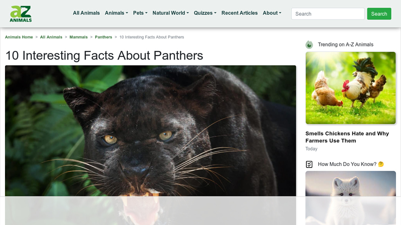 10 Interesting Facts About Panthers - A-Z Animals