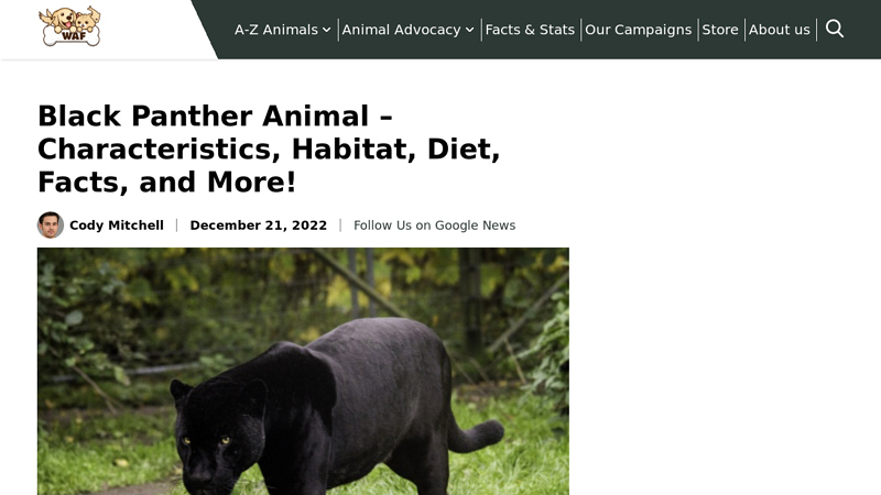 Black Panther Animal Information - All You Need To Know!!